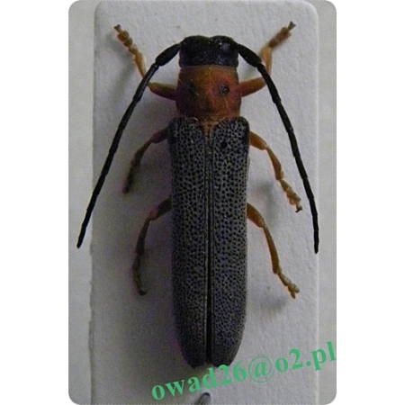 Oberea oculata (Linnaeus, 1758) Dłużynka dwukropkowa